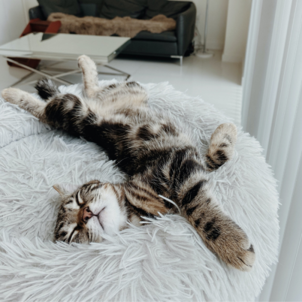 Fluffy Donut-Katzenkorb - Grau - verschiedene Größen